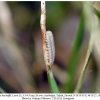 chazara bischoffii larva1a